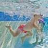 Imagen de Pañal Reutilizable Finis Swim Diaper Print M Protección Uv